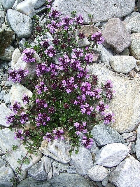 Kúszó kakukkfű vagy tarka levelű korai kakukkfű - Thymus praecox 'Highland Cream' - Image 2