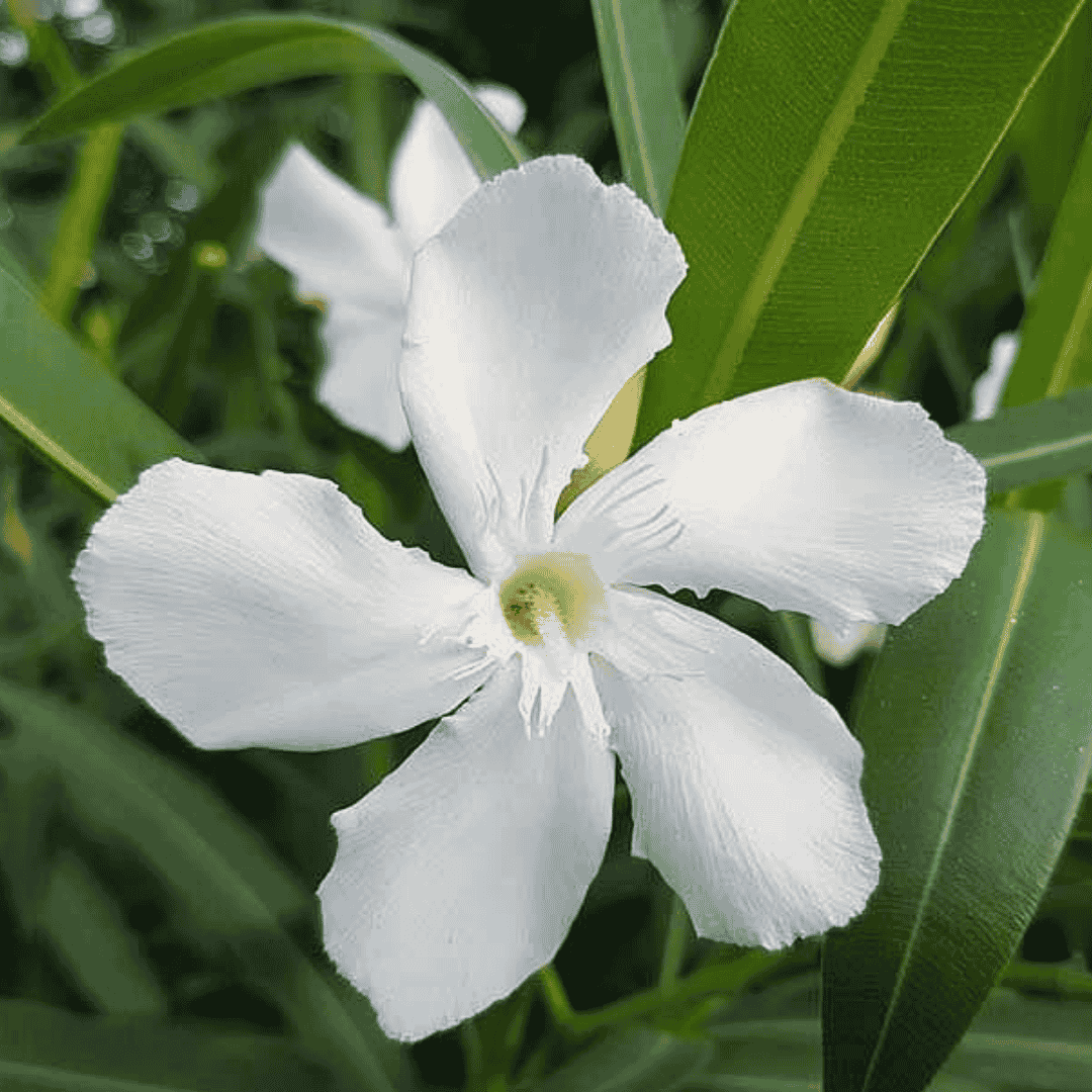 Leander fehér - Image 3