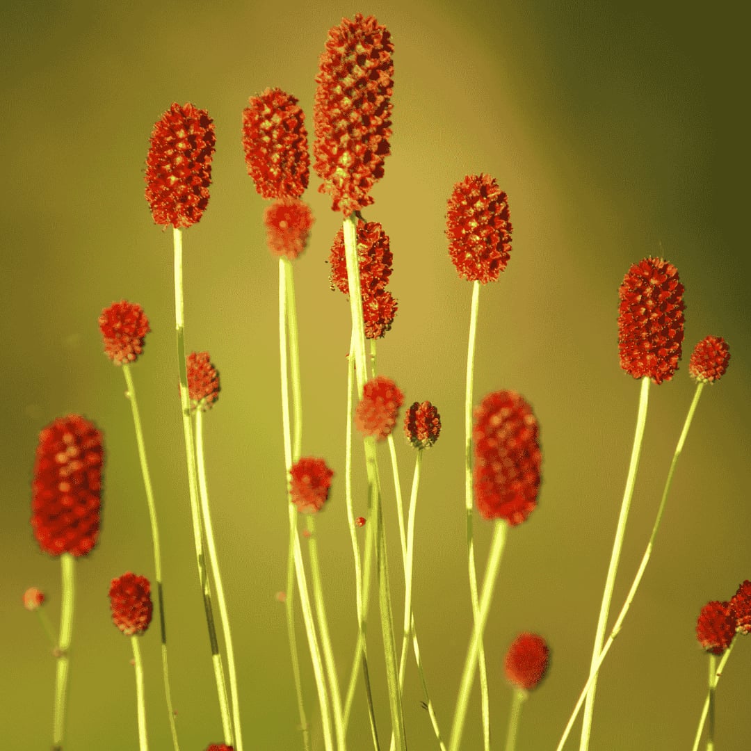 Őszi vérfű - Sanguisorba officinalis 'Pink Tanna' - Image 2