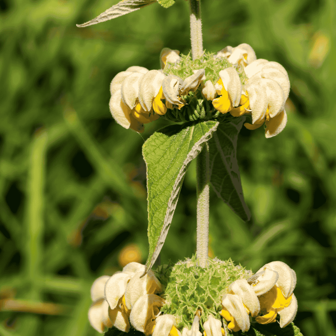 Kis-ázsiai macskahere - Phlomis russeliana - Image 2