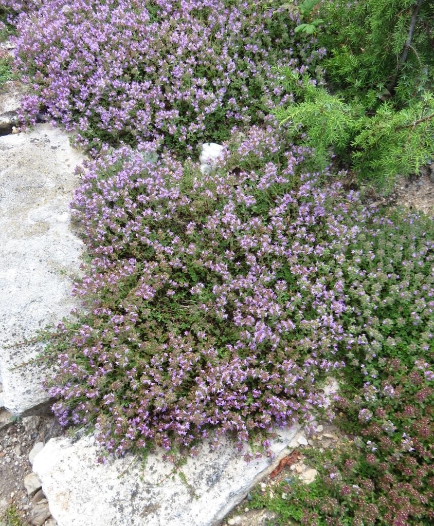 Kúszó kakukkfű vagy tarka levelű korai kakukkfű - Thymus praecox 'Highland Cream' - Image 3