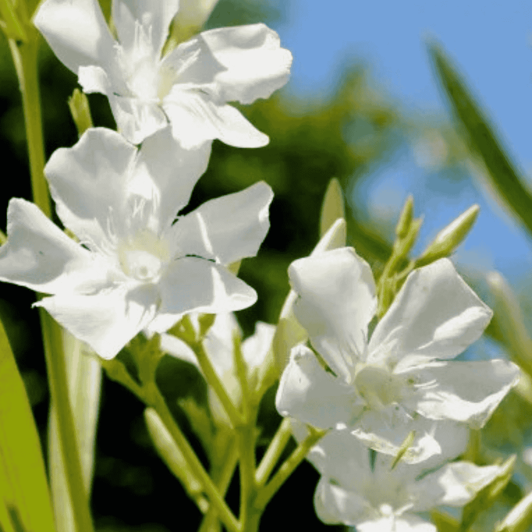 Leander fehér - Image 4