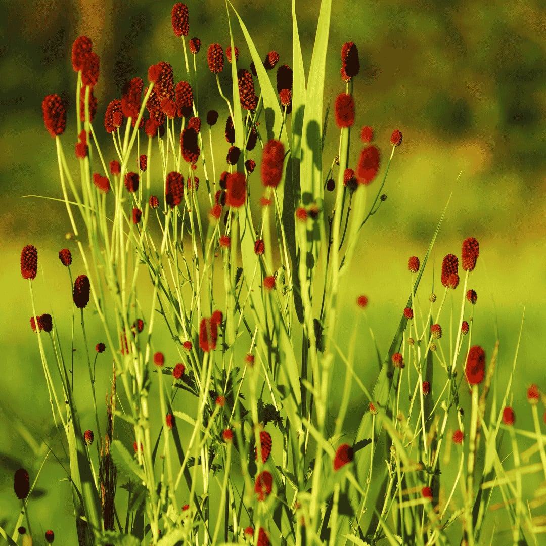 Őszi vérfű - Sanguisorba officinalis 'Pink Tanna' - Image 3