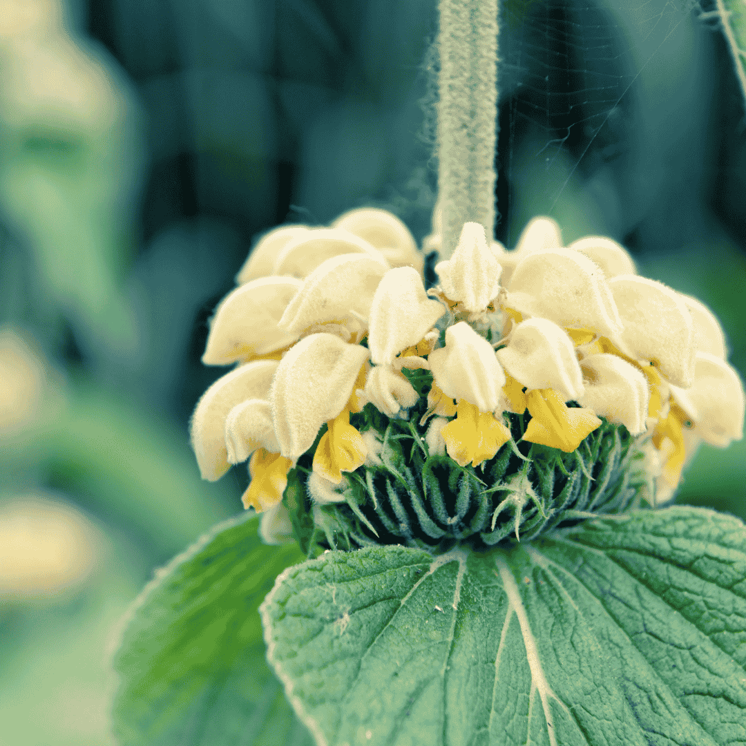 Kis-ázsiai macskahere - Phlomis russeliana - Image 3