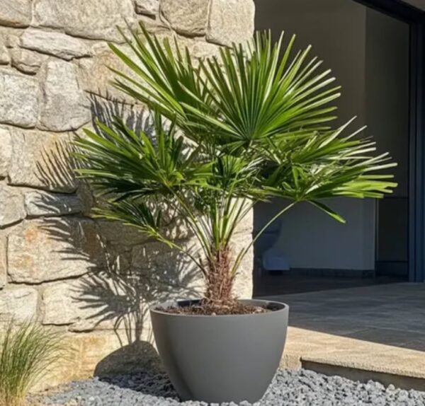 Lószőrpálma (Chamaerops humilis) - Image 2