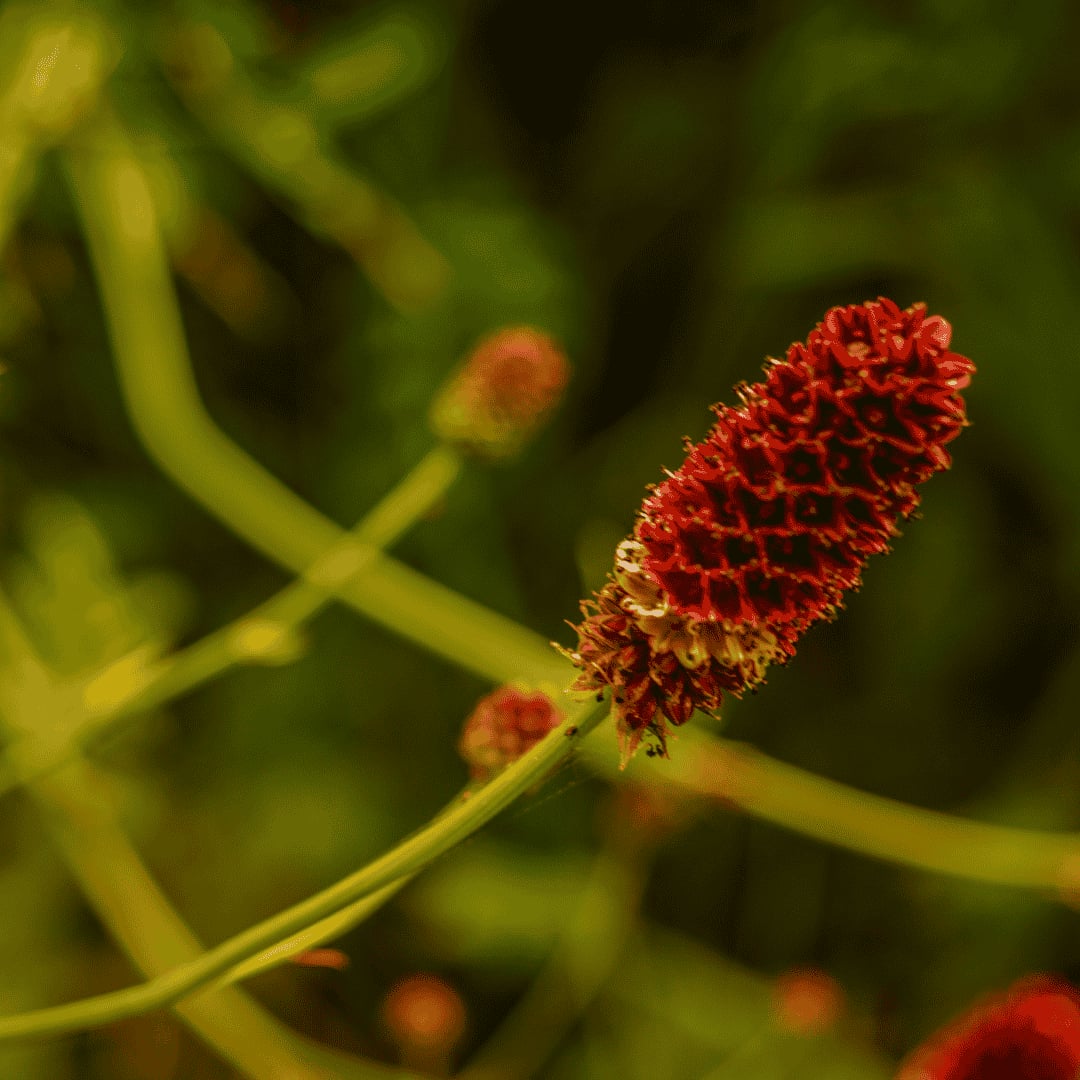 Őszi vérfű - Sanguisorba officinalis 'Pink Tanna' - Image 4