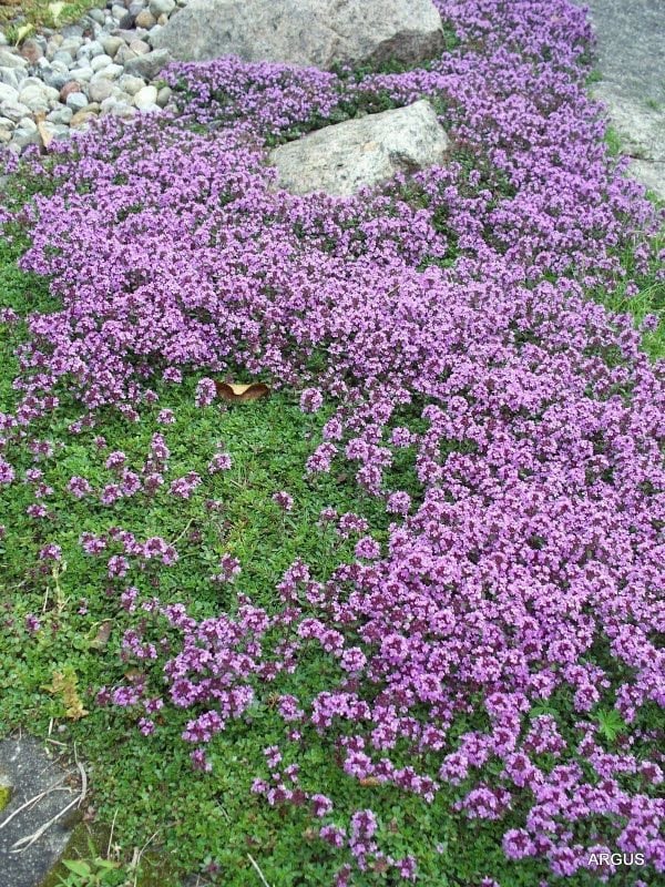 Kúszó kakukkfű vagy tarka levelű korai kakukkfű - Thymus praecox 'Highland Cream' - Image 4