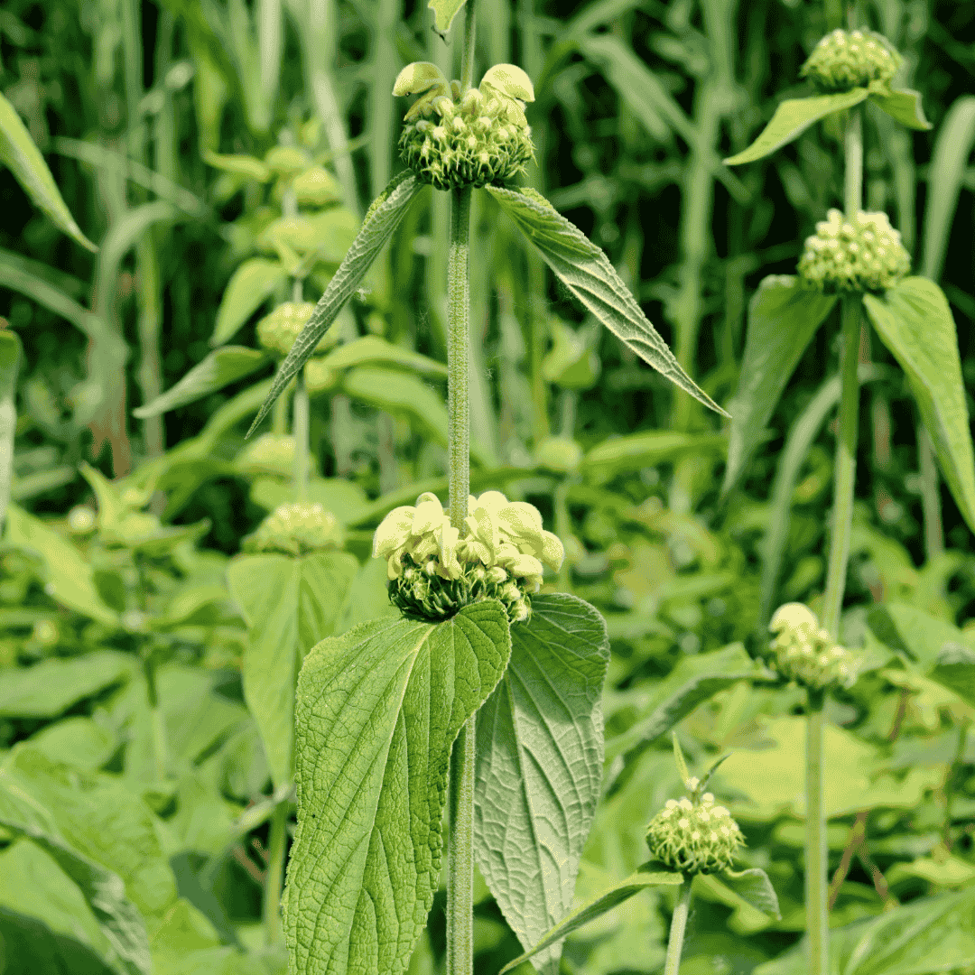 Kis-ázsiai macskahere - Phlomis russeliana - Image 4