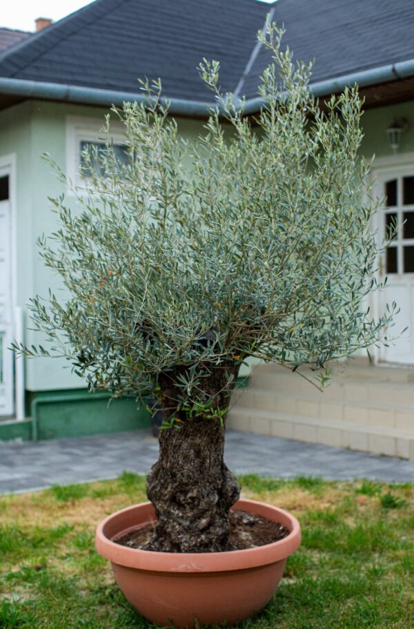 Olajfa (Olea europaea) - Image 3