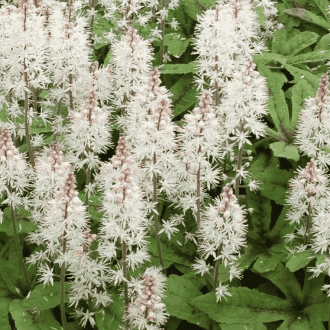 Karéjos turbántok - Tiarella 'Spring Symphony' - Image 2