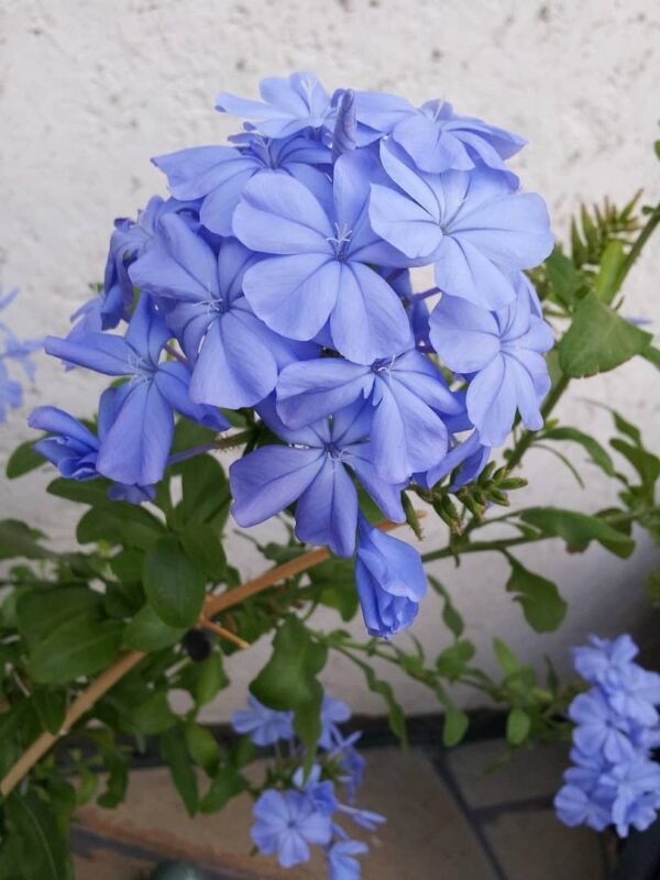 Kék ólomvirág (Plumbago auriculata) - Image 2