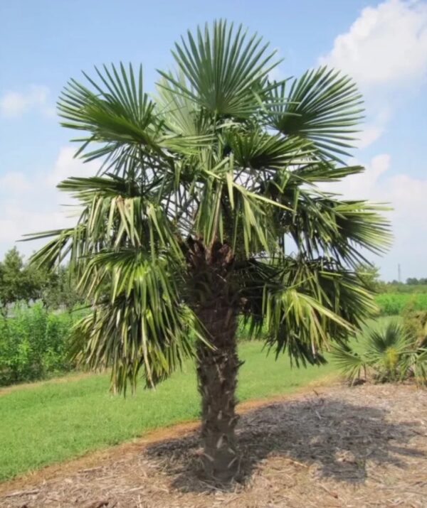 Kínai kenderpálma (Trachycarpus fortunei) - Image 2