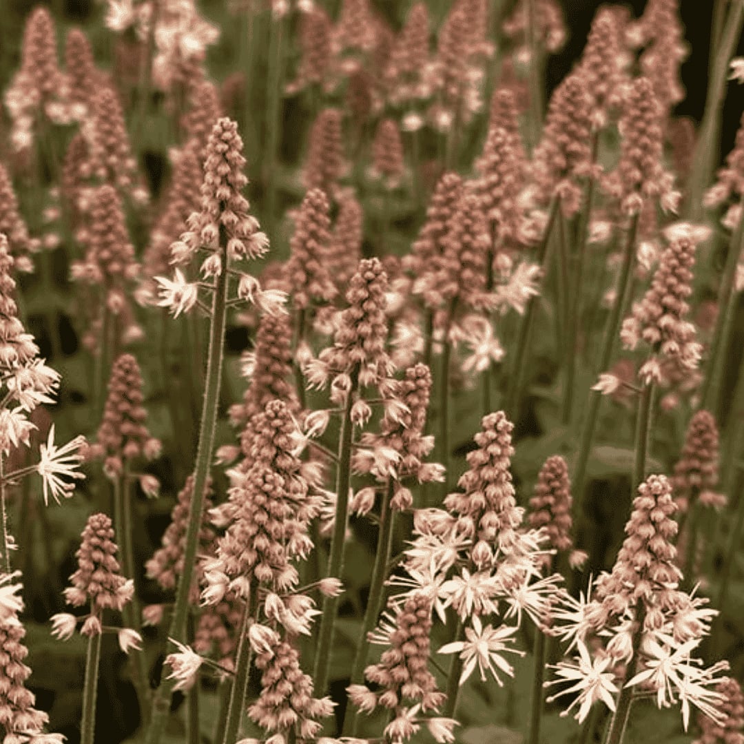 Karéjos turbántok - Tiarella 'Spring Symphony' - Image 3