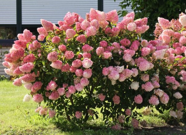 Bugás Hortenzia (Hydrangea paniculata vanille-Fraise) - Image 2