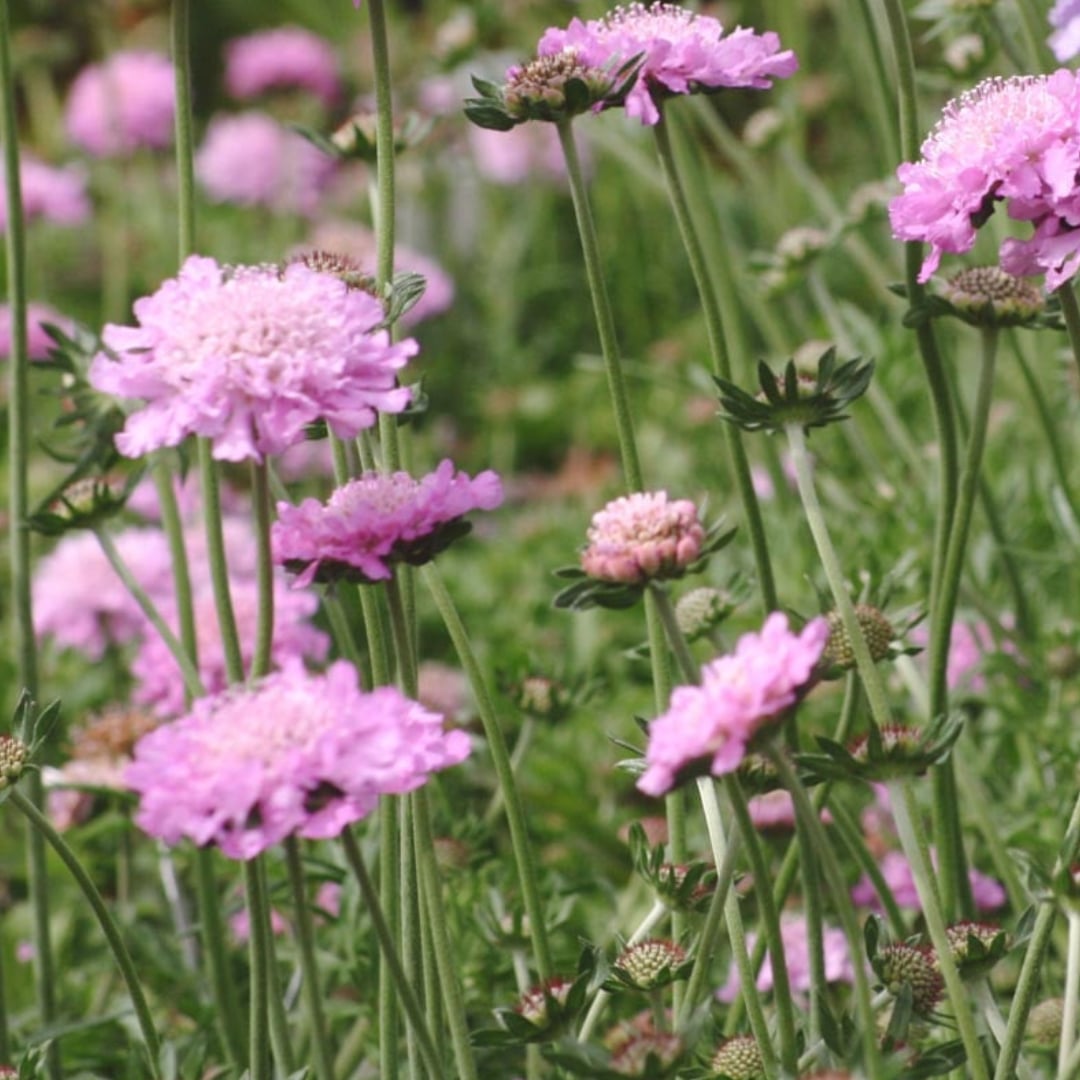 Rózsaszín ördögszem - Scabiosa columbaria 'Pink Mist' - Image 2