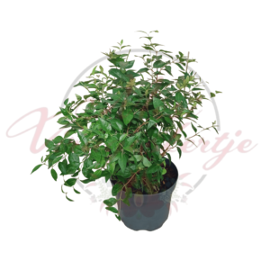Nagyvirágú tárnicslonc (Abelia ‘Edward Goucher’)