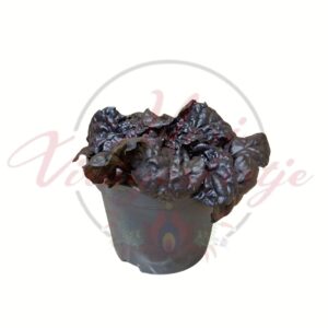 Ajuga reptans Black Scallop cserepes talajtakaró növény sötét lila levelekkel