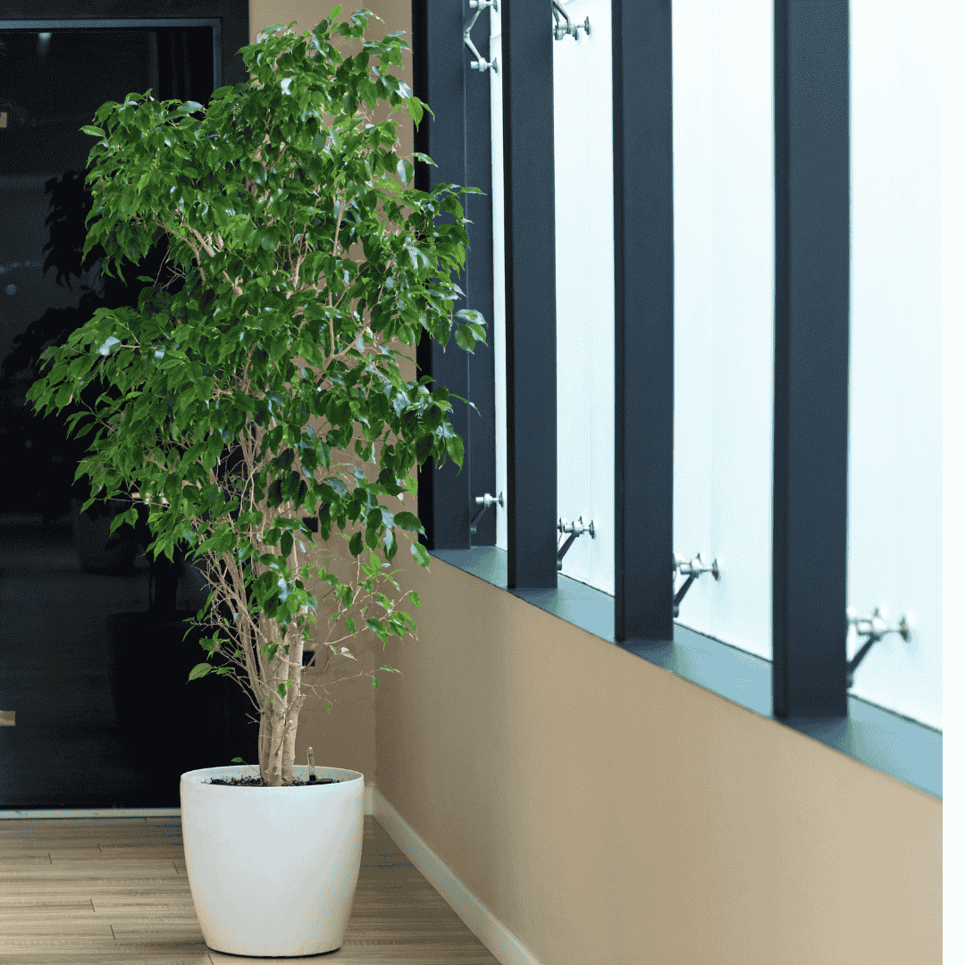 Zöld aprólevelű fikusz - Ficus Benjamina - Image 2