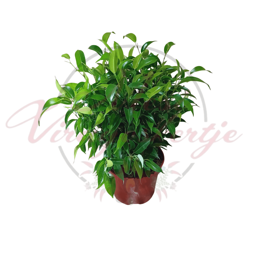 Zöld aprólevelű fikusz - Ficus Benjamina
