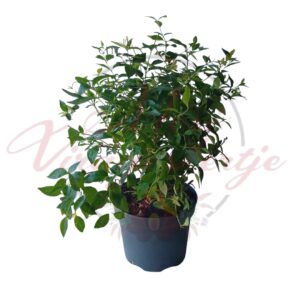 Bogyóspuszpáng (Sarcococca confusa jasmine scented)