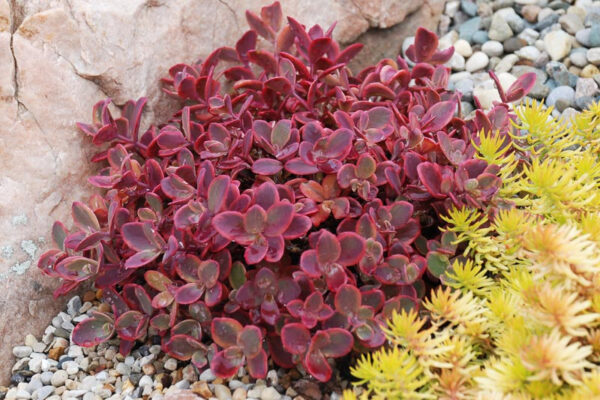 Bordólevelű varjúháj (Sedum 'Sunsparkler Wildfire') - Image 2