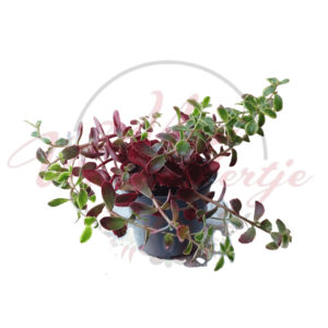 Bordólevelű varjúháj (Sedum 'Sunsparkler Wildfire')