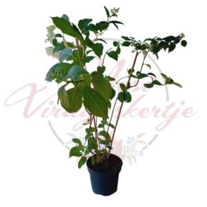 Bugás Hortenzia (Hydrangea paniculata vanille-Fraise)