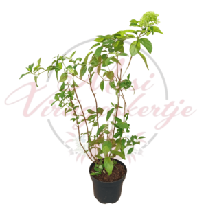 Limelight bugás hortenzia (Hydrangea paniculata 'Limelight')