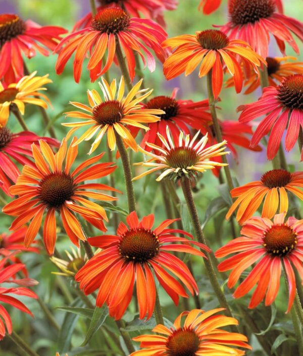 Kasvirág (Echinacea 'Hot Summer) - Image 3
