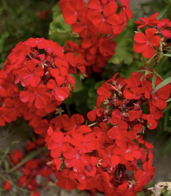 Piros ólomvirág (Plumbago indica) - Image 2