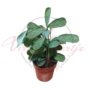 Imádkozólevél- Ctenanthe