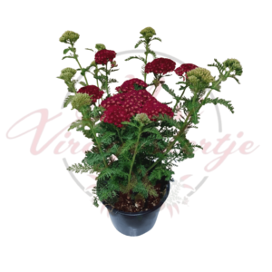 Cickafark - Achillea millefolium