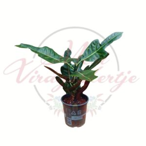 Kroton Codiaeum variegatum színes levelű szobanövény cserépben