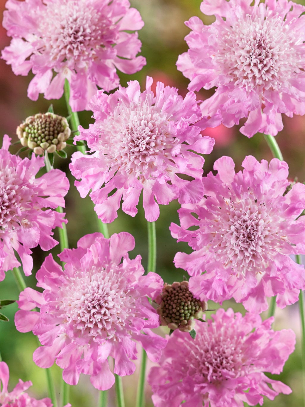 Rózsaszín ördögszem - Scabiosa columbaria 'Pink Mist' - Image 3