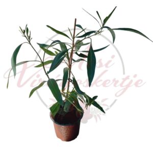 A Dél-amerikai csucsor (Solanum glaucophyllum)