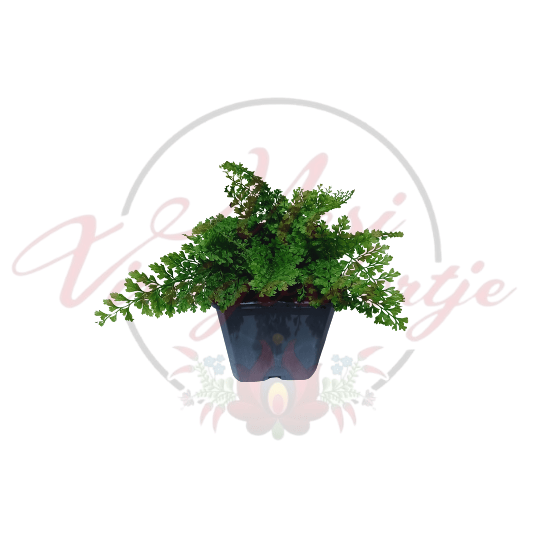 Díszes vesepáfrány – Polystichum setiferum ‘Plumoso-densum’ cserépben
