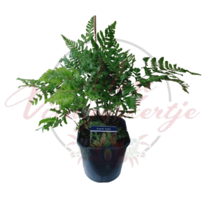 Tokiói vesepáfrány – Dryopteris páfrány cserépben