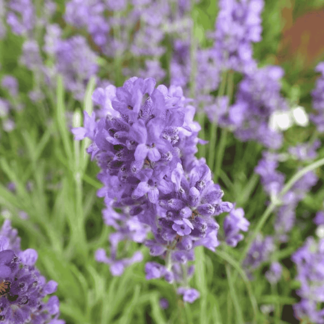 Levendula többféle - Image 5