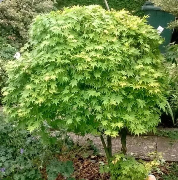 Juharfa (Acer palmatum 'Going Green') - Image 2