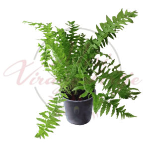 Európai strucpáfrány – Matteuccia struthiopteris fiatal növény