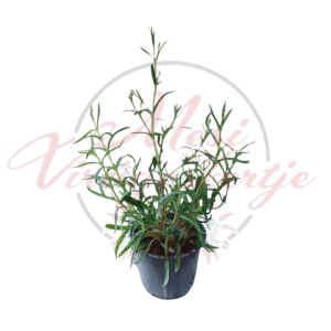 Fátyolvirág – Gypsophila paniculata fiatal növény cserépben