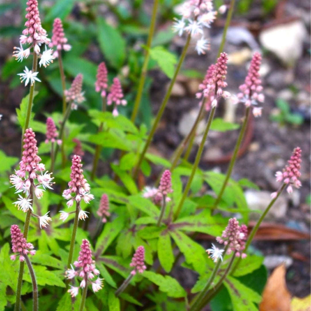 Karéjos turbántok - Tiarella 'Spring Symphony' - Image 4