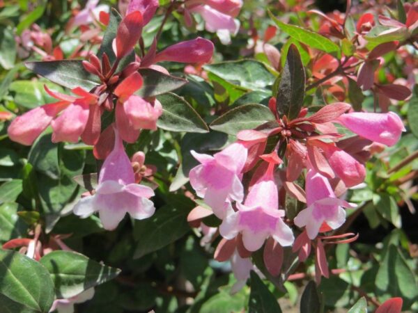 Nagyvirágú tárnicslonc (Abelia ‘Edward Goucher’) - Image 3