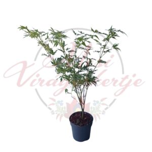 Fehér-tarka levelű japán juhar (Acer palmatum 'Butterfly' Japanese Jewels)