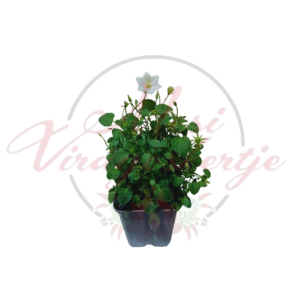 Kárpáti harangvirág cserépben