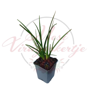 Fürtös fáklyaliliom - Kniphofia uvaria 'Flamenco