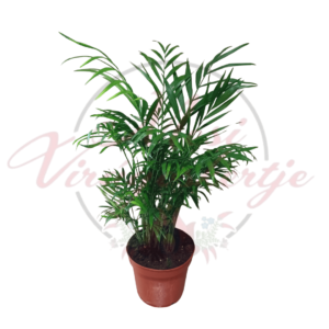 Szobai gyompálma – Chamaedorea elegans