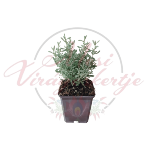 Hamvas cipruska (Santolina chamaecyparissus)