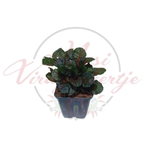 Indás ínfű (Ajuga reptans 'Black Scallop')