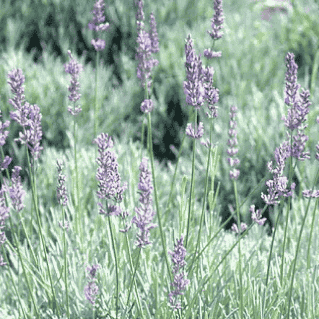 Levendula többféle - Image 8